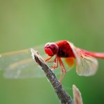 Summer brilliant Macro Photography Red Dragonfly 01 2560x1600